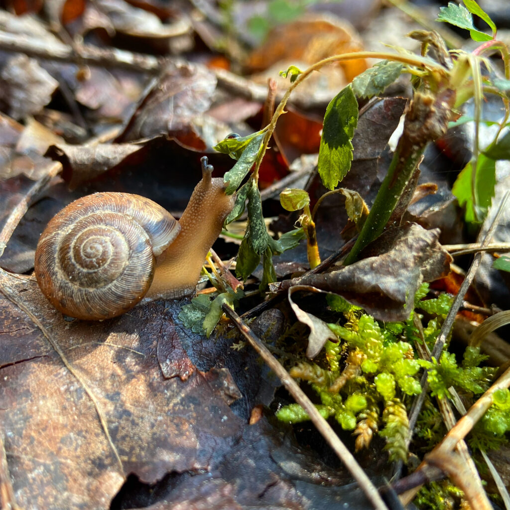 snail moss